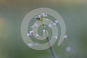 Shepherd`s purse Capsella bursa-pastoris is a small annual and ruderal flowering plant in the mustard family Brassicaceae.