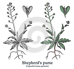 Shepherd's purse. Colorful vector hand drawn plant. Vintage medicinal sketch.