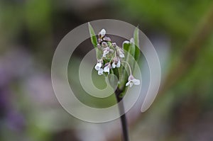 Shepherd`s Purse grow in field