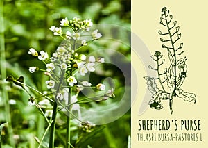 SHEPHERD\'S PURSE. Latin name THLASPI BURSA-PASTORIS L.