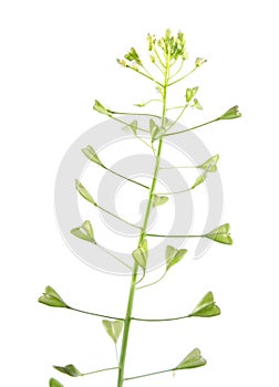 Shepherd`s purse plant or Capsella bursa-pastoris with flowers and fruits isolated on white background