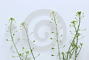 Shepherd`s purse plant ,Capsella bursa-pastoris isolated on white background. Medicinal plant