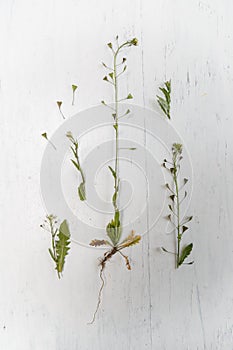 Shepherd`s purse plant Capsella bursa-pastoris on vintage background.