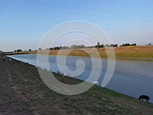 shepherd Scenery of Weihe River embankment and dam in rural rural areas of Shaanxi