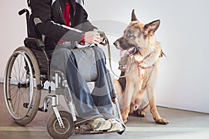 Shepherd, service dog with the owner