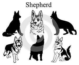 Shepherd set. Collection of pedigree dogs. Black and white illustration of a shepherd dog. Vector drawing of a pet