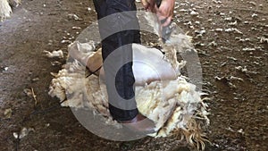 Shepherd shearing the sheep in the barn