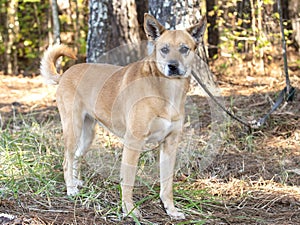 Shepherd and Sheba Ina mix bred dog outside on leash