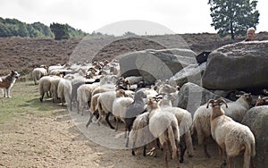 Shepherd with sheep near dolmen of havelte, Holland