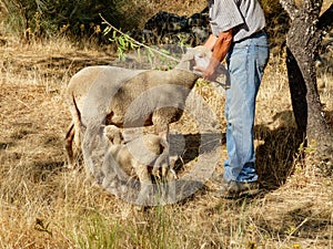 Shepherd stroking mother sheep while lamb drinks breast milk