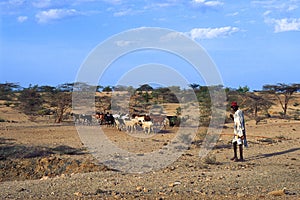 Shepherd Turkana (Kenya)