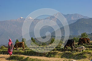 Shepherdess with Sheep and Cows in the Himalayas. Himachal Pradesh India