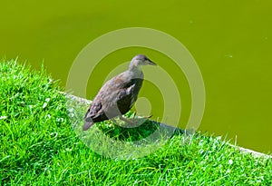 Shepherdesses bird against the background of green grass and water in a city park in Nantes, France