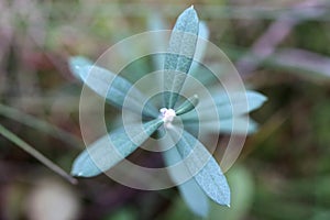Shepherdia argentea. Green leaf texture. Nature floral background. Organic botanical beauty macro closeup
