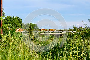 Shepherds are drive a herd of bloodstock cows over the bridge