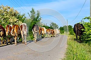 Shepherds are drive a herd of bloodstock cows, walking on the road