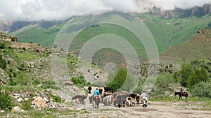 Shepherds grazes cows on the grassland in mountains. Domestic cattle breeding. Shepherd leads a cow in the meadow. rural