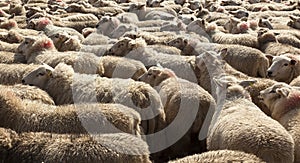 Shepherds herding sheep along public highway.