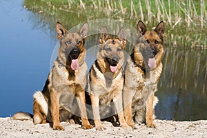 Shepherds near the river