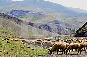 Shepherds near Xinaliq, Azerbaijan, a remote mountain village in the Greater Caucasus range