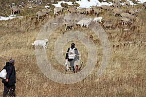 Shepherds with new born lambs, Gran Sasso, Italy