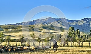 Shepherds nomads on horseback riding grazing sheep in the Kazakh steppe along the road from the city of Ust-Kamenogorsk to the photo