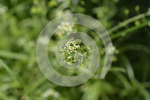 Shepherds purse