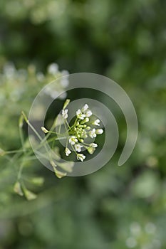 Shepherds purse