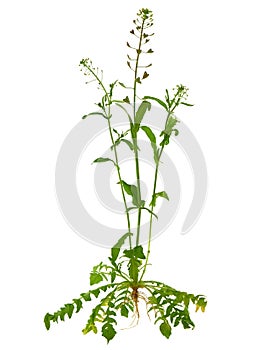 Shepherds purse, Capsella bursa-pastoris