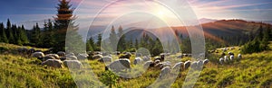 Shepherds and sheep Carpathians