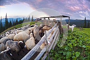 Shepherds and sheep Carpathians