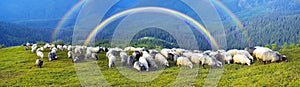 Shepherds and sheep Carpathians