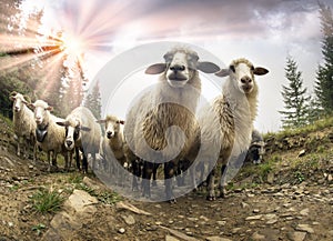 Shepherds and sheep Carpathians