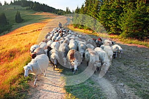 Shepherds and sheep Carpathians