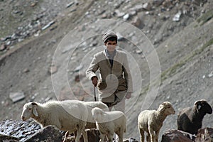 Sheppard with flock of goats and sheep