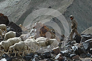 Sheppard with flock of goats and sheep