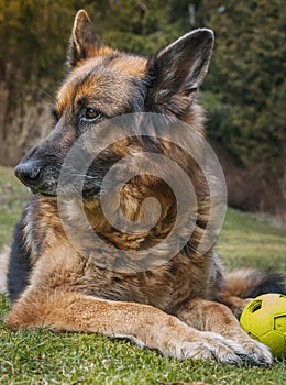 Sheppard on grass with a ball