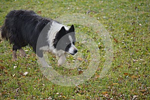 Shepperd dog looking at a flock