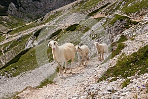 Shepps walking on mountain path near Triglav mountain