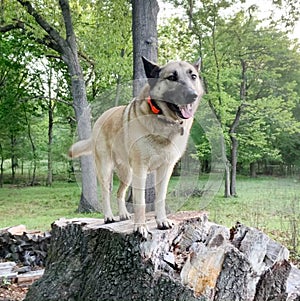 Il cane logorante elettrico formazione un colletto al di fuori sul avventura 