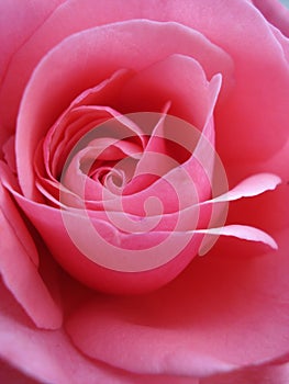 Sherbet-pink rose