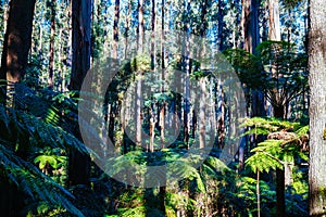 Sherbrooke Forest near Melbourne Australia