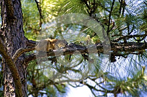 Sherman`s Fox Squirrel in  Pine Tree  48008