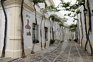 Sherry grapes at bodega in Jerez de la Frontera in Andalusia, Spain