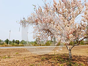 Sherry bossom tree from thailand