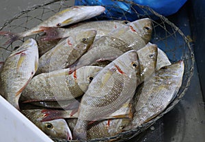 Sherry fish in a basket for sell in market