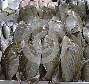 Sherry fish in a market stall for sell