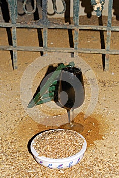Sherry glass, ladder and food for mice, Spain.