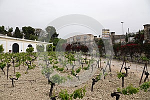 Sherry grape field in Jerez de la Frontera in Andalusia, Spain