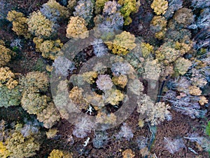 Sherwood Forest from above, Nottinghamshire, UK photo